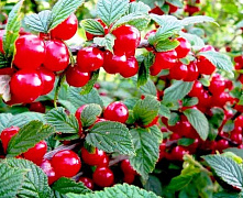 Вишня войлочная