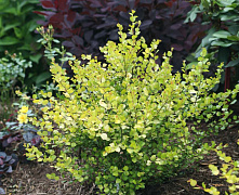 Береза нана Голден (Betula nana Golden Treasure) 30-60см