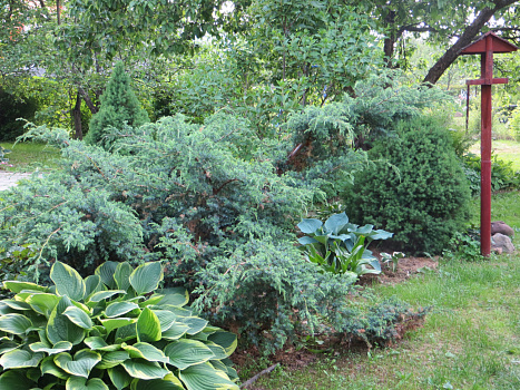 Можжевельник китайский Блю Альпс (Juniperus chin. Blue Alps) P9 20-25 см А