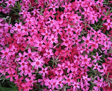 Флокс шиловидный Темискамин Phlox (S) ’Temiskaming’ р9 П