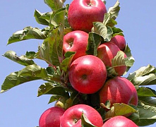 Яблоня колоновидная Стелла (раннезимний)