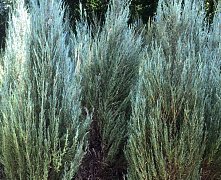 Можжевельник скальный Блю Арроу (Juniperus scop. Blue Arrow) 45-50 см А