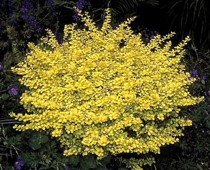 Барбарис Тунберга Тини Голд (Berberis thunbergii Tiny Gold) С2 15-20 