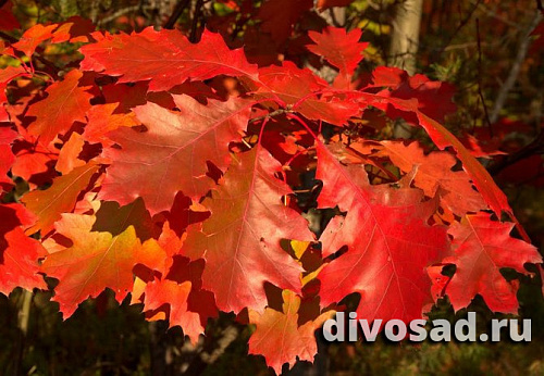 Дуб красный (Quercus rubra) 80-100 см А