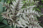 Папоротник Кочедыжник ниппонский Металликум (Athyrium nipponicum Metallicum) Р9