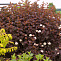 Пузыреплодник калинолистный Саммер Вайн ( Physocarpus opulifolius Summer Wine)  10-20 см
