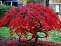 Клен веерный, дланевидный 'Bloodgood'. Acer palmatum 'Bloodgood' 100-125см С30 (Д)
