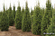 Ель обыкновенная Купрессина (Picea abies Cupressina) ком/сетка 140-160 см К