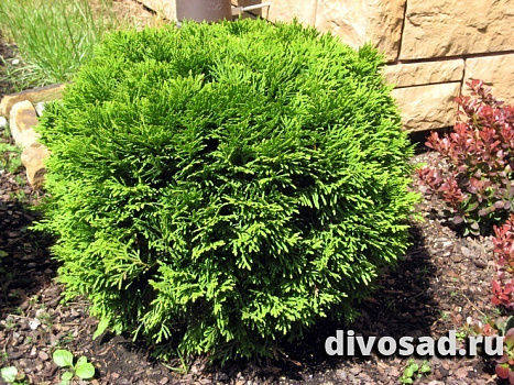 Туя западная Даника (Thuja occ. Danica) С3 20-30см П