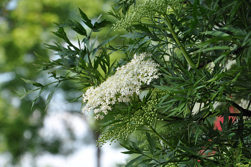Бузина черная Лациниата (Sambucus nigra Laciniata) 60-100 см 