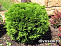 Туя западная Даника (Thuja occ. Danica) С3 20-30см П