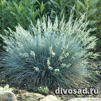 Овсяница голубая С5