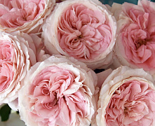 Роза ч/г Брайдал Пиано (Bridal Piano)