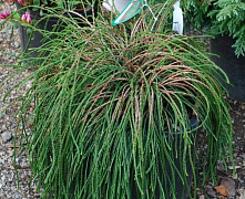 Туя складчатая Випкорд (Thuja plicata Whipcord) С3 30-40 см 