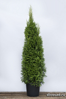 Туя западная Смарагд (Thuja occ. Smaragd) 140 - 160см Экстра