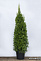 Туя западная Смарагд (Thuja occ. Smaragd) 140 - 160см Экстра