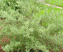 Лох узколистный (Elaeagnus angustifolia) 40-60 В