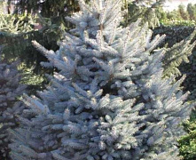 Ель колючая голубая Кейбаб ( Picea pungens glauca Kaibab) 80-100 Экстра