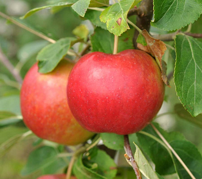 Яблоня Ред Крафт (Red Craft)