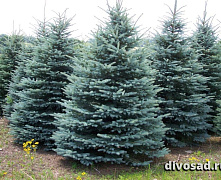 Ель колючая Глаука (Picea pungens Glauca) С3 30-50 см А