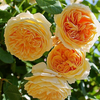 Роза английская Тизинг Джорджия (Teasing Georgia)