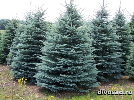 Ель колючая Глаука (Picea pungens Glauca) С3 30-50 см А