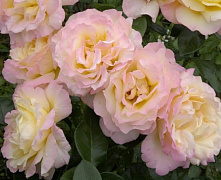 Роза ч/г Глория Дей (Gloria Dei)