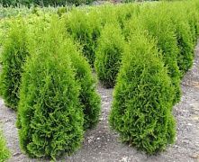 Туя западная Колумна (Thuja occidentalis Columna) С3 50-60