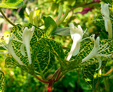 Жимолость японская Ауреаретикулата (Lonicera japonica «Aureareticulata») 1л/ H 0.3