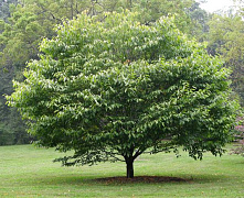 Граб обыкновенный (Carpinus betulus) С2 40-60 В