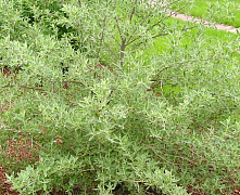 Лох узколистный (Elaeagnus angustifolia) 40-60 В
