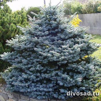 Ель колючая Костер (Picea pungens Koster) ком 120-140 