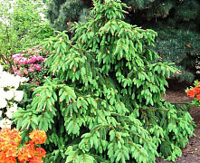 Ель обыкновенная Акрокона (Picea abies Acrocona) C7,5 40-50 см