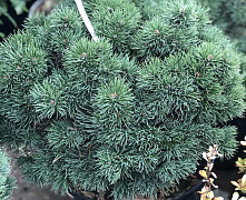 Сосна горная Гном (Pinus mugo Gnom) C25 50-60 см