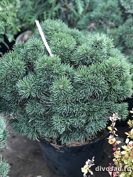 Сосна горная Гном (Pinus mugo Gnom) C25 50-60 см