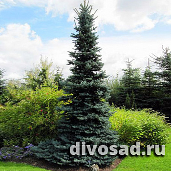 Ель колючая Ольденбург (Picea pungens Oldenburg) С2 20-30 см К