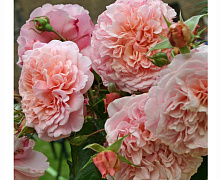 Роза плетистая Роз де Толбиак (Rose de Tolbiac)