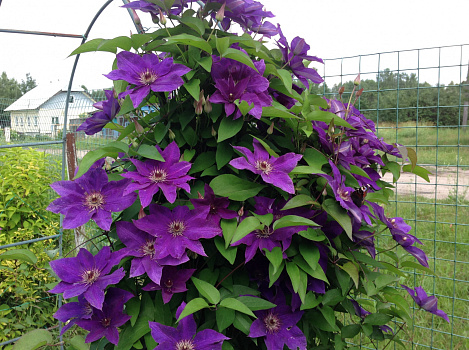 Клематис Президент (Clematis The President) С2