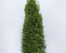 Туя западная Смарагд (Thuja occ. Smaragd) С10/12 60-80 см