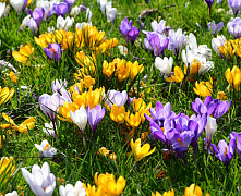 Крокусы в ассортименте С2 
