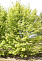 Клен серебристый Пирамидалис (Acer saccharinum) 2,5-3м.