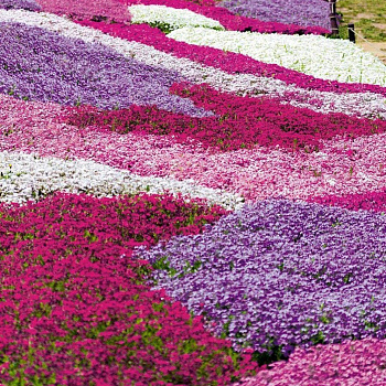 Флокс Дугласа ' 'Ochsenblut' р9