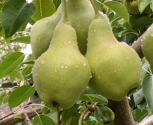 Груша Видная