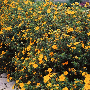 Лапчатка кустарниковая Танжерин (Potentilla fruticosa Tangerine) 0+1+1/25-30 3вет. С3