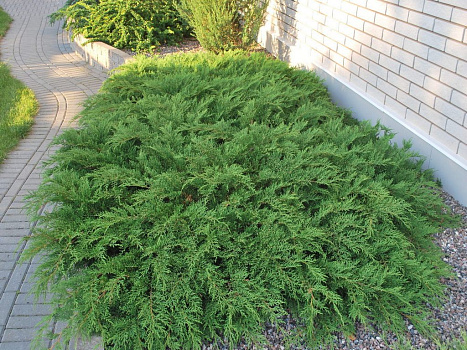 Микробиота перекрестнопарная Microbiota decussata C3 30-40 см