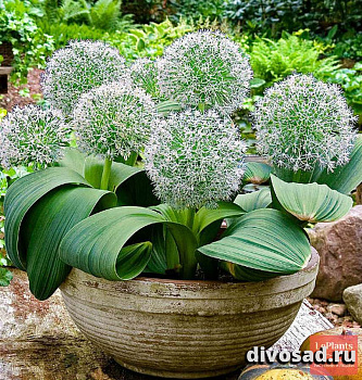 Аллиум каратавский (ALLIUM KARATAVIENSE) Р9