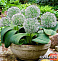 Аллиум каратавский (ALLIUM KARATAVIENSE) Р9