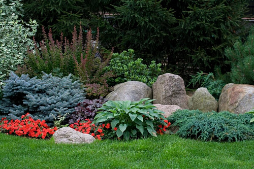 Можжевельник чешуйчатый Холгер (Juniperus squamata Holger) 40-50 см. С5