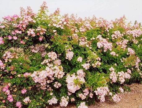 Шиповник многоцветковый/Роза мультифлора (Rosa multiflora)40-60 В