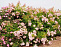 Шиповник многоцветковый/Роза мультифлора (Rosa multiflora)40-60 В